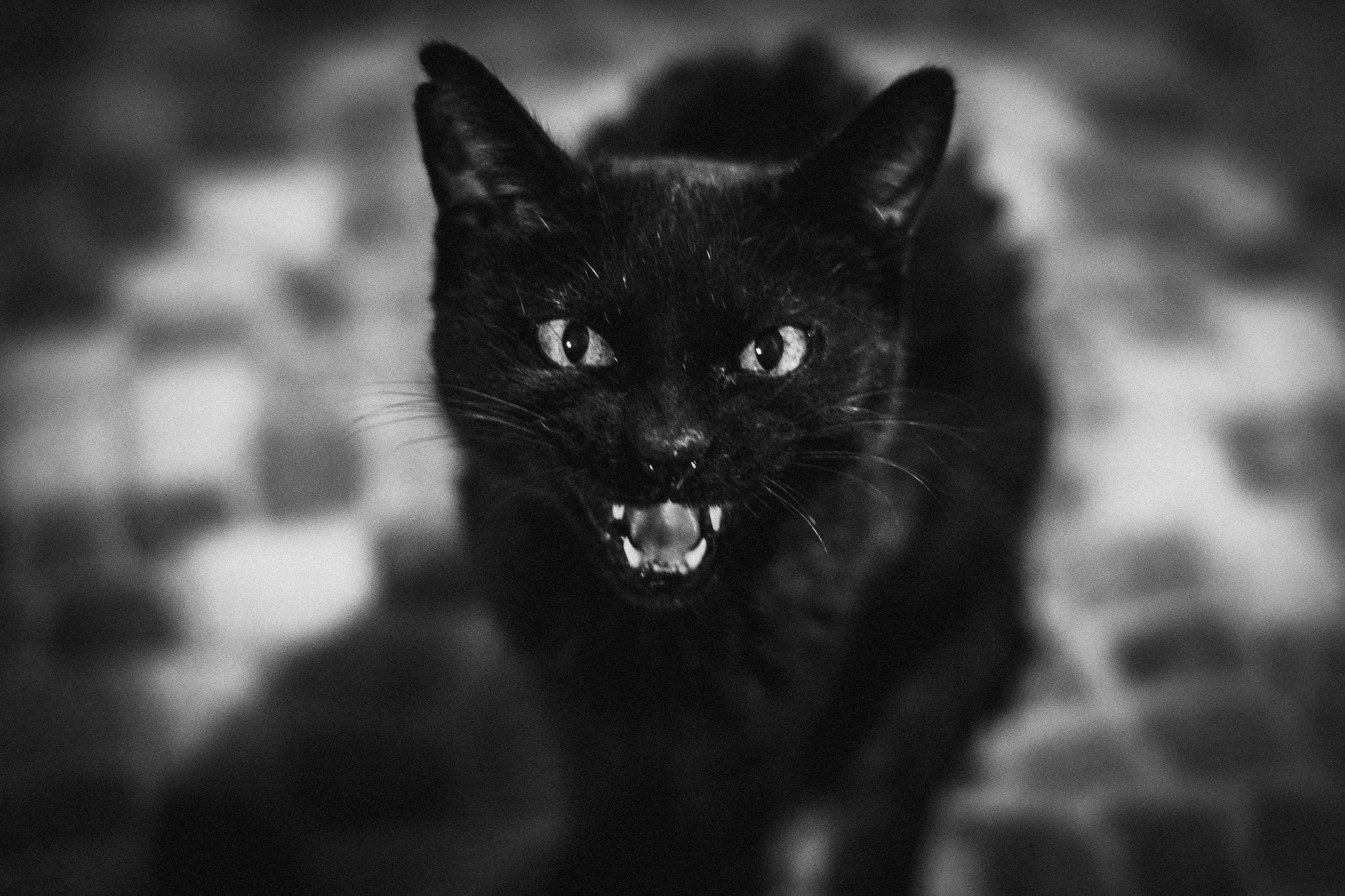 Feral