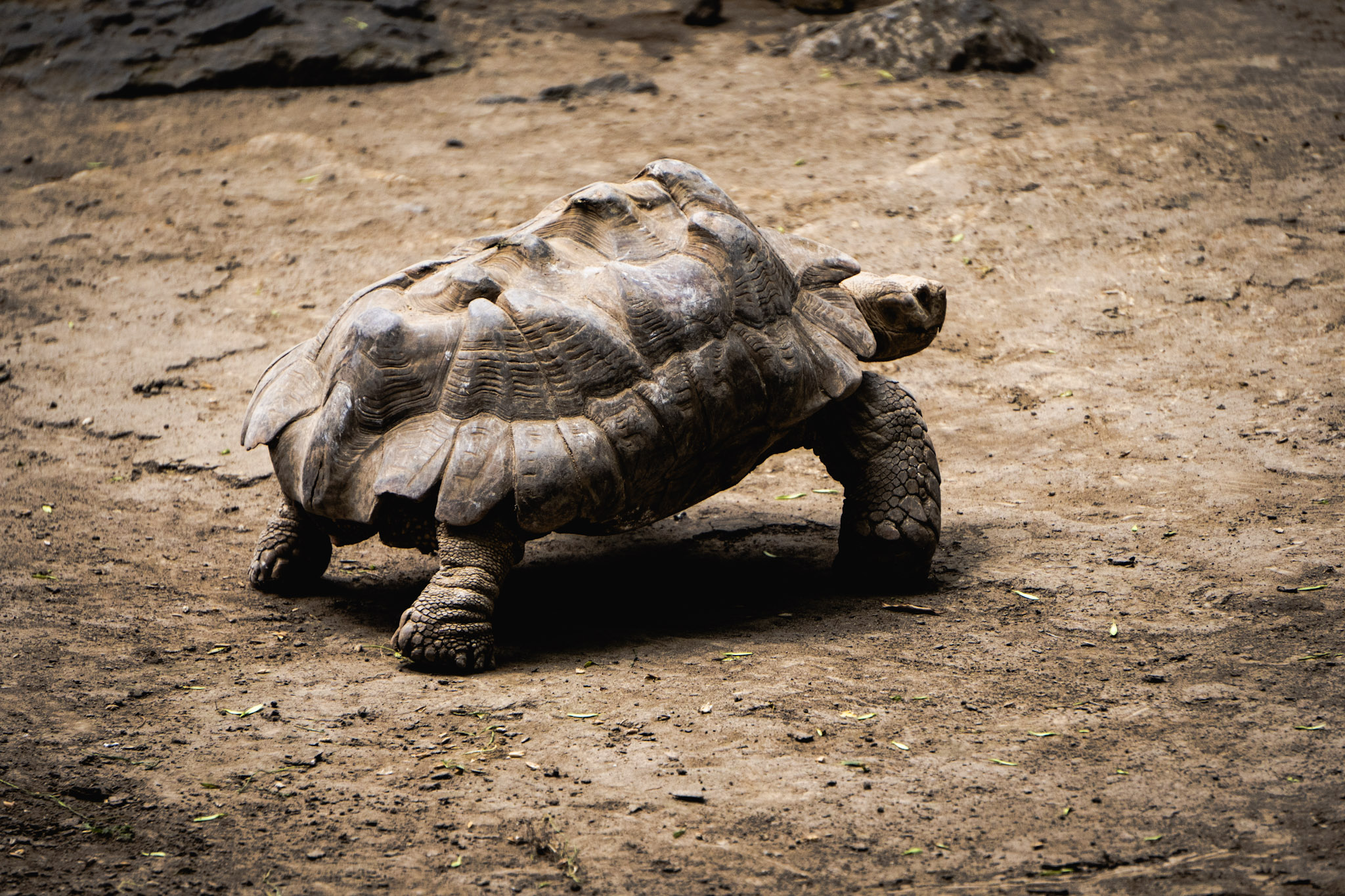 Turtle