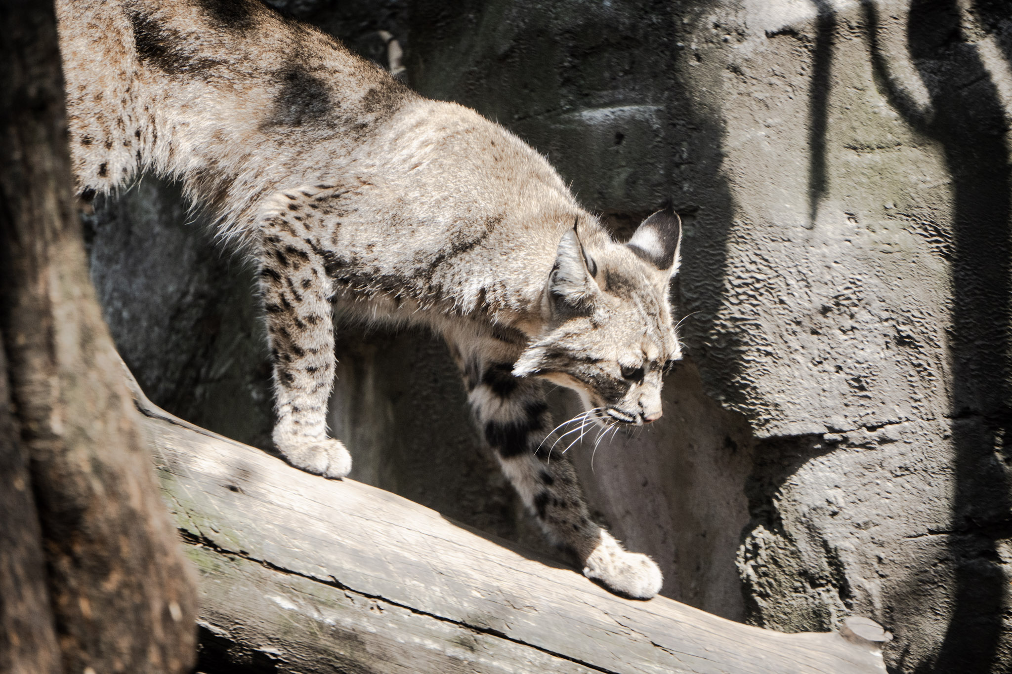 Linx