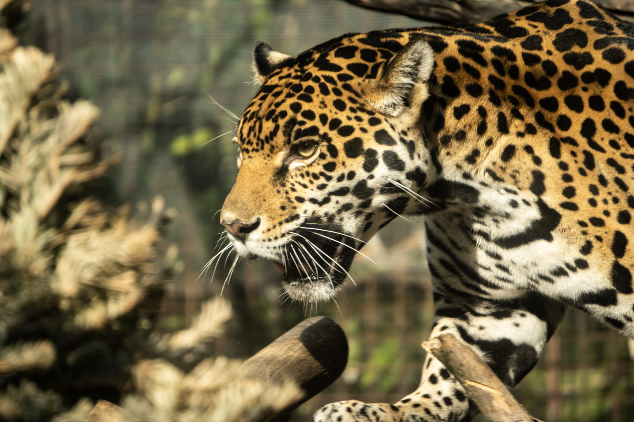 Jag
