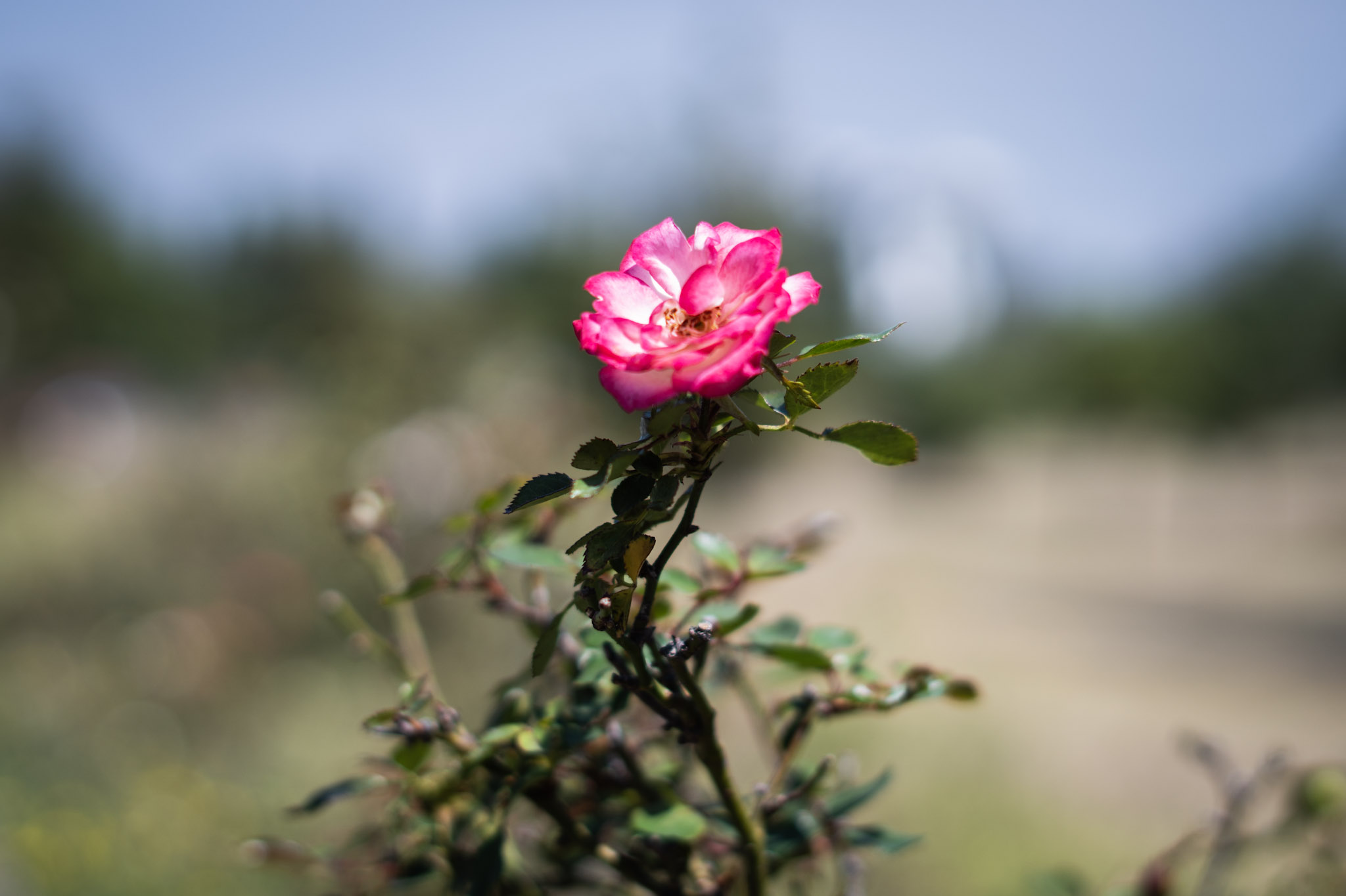 rosa