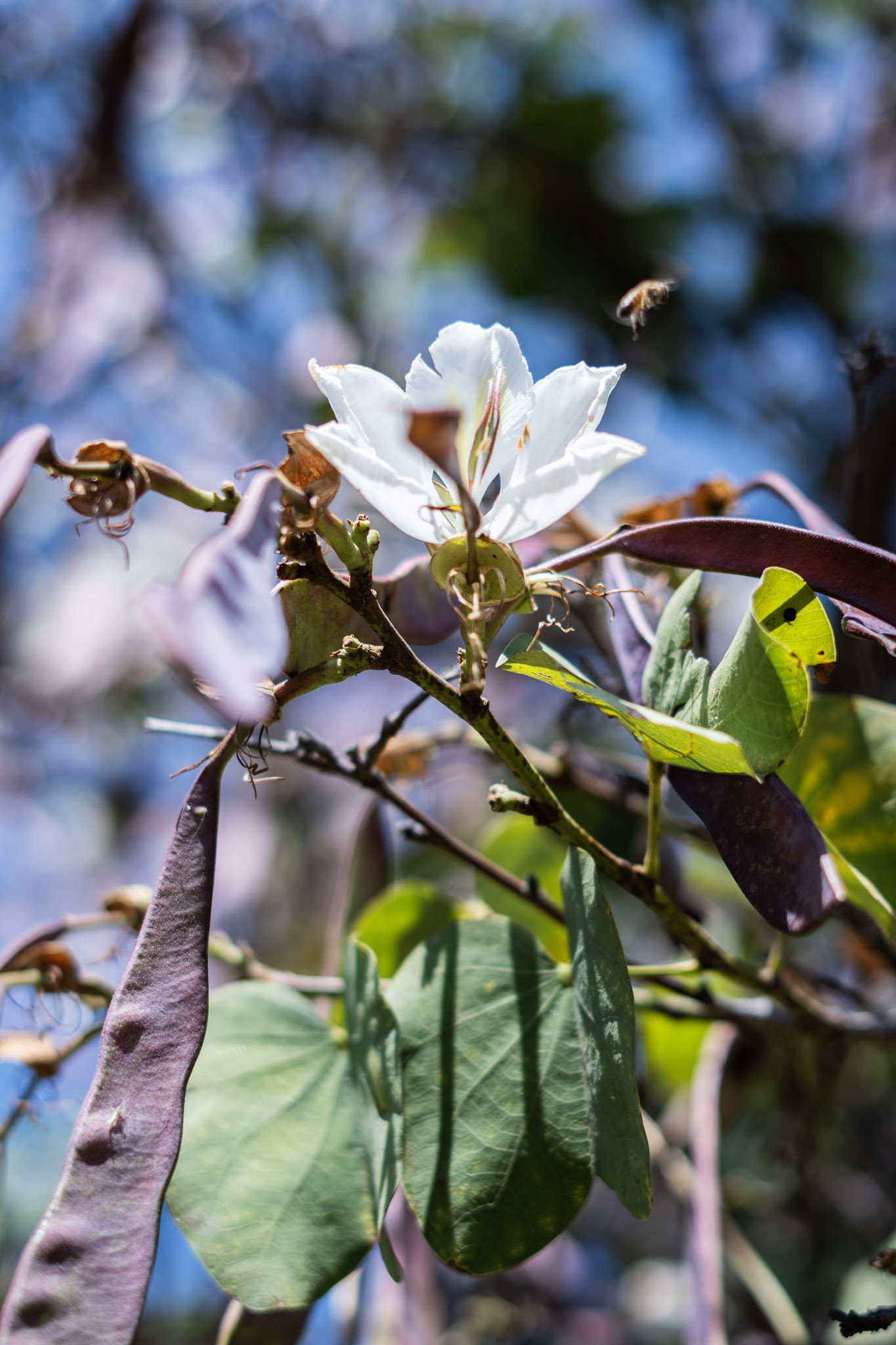 abeja