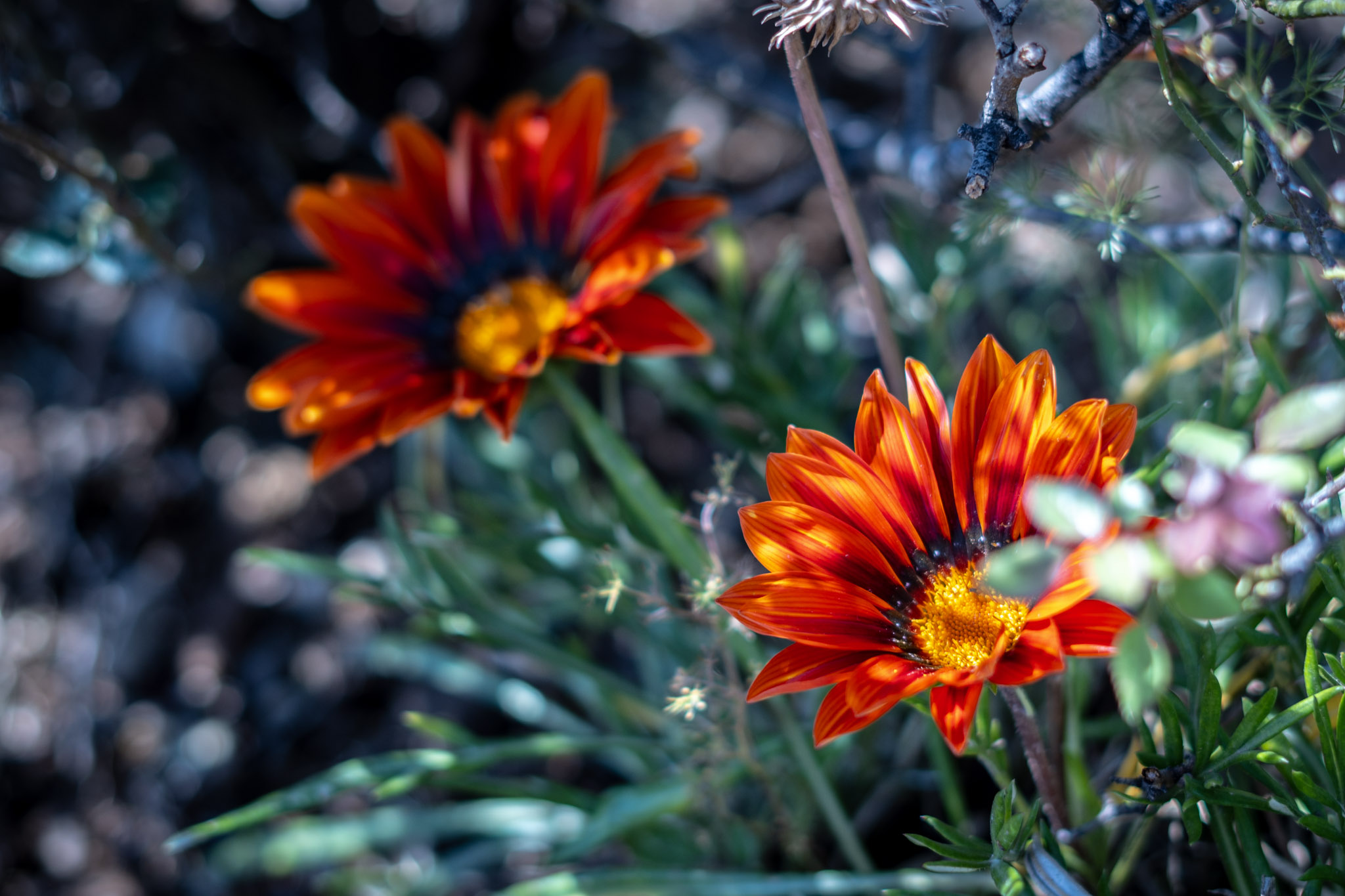naranja