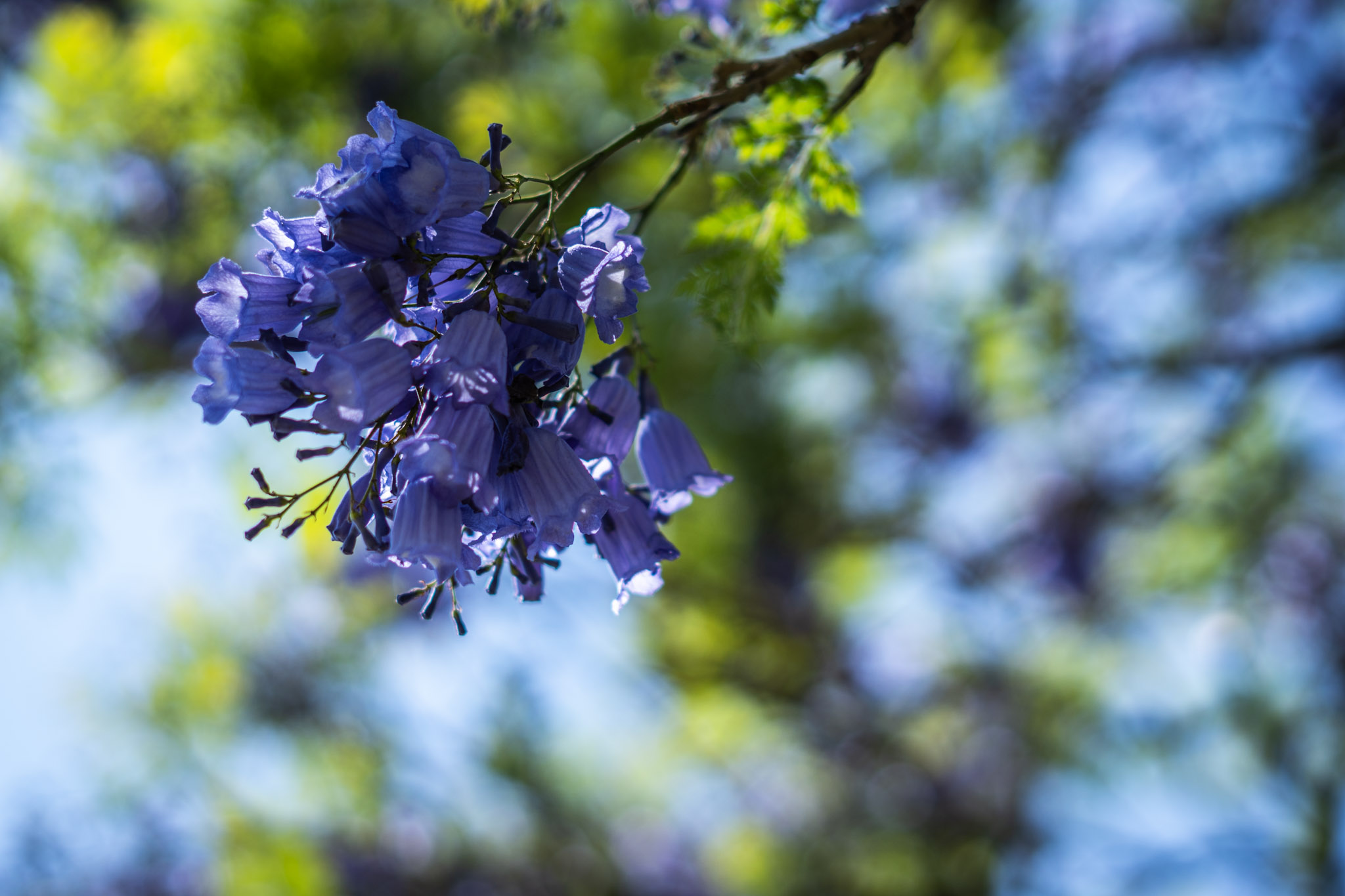 morado