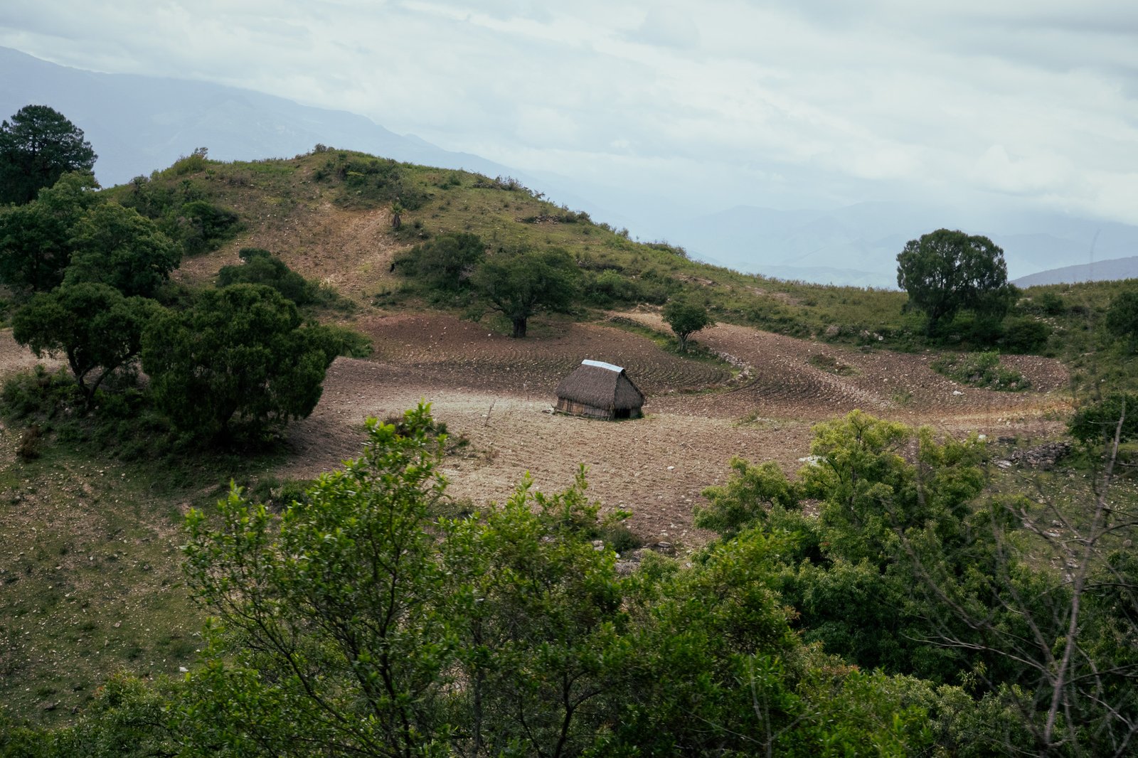 delsotano