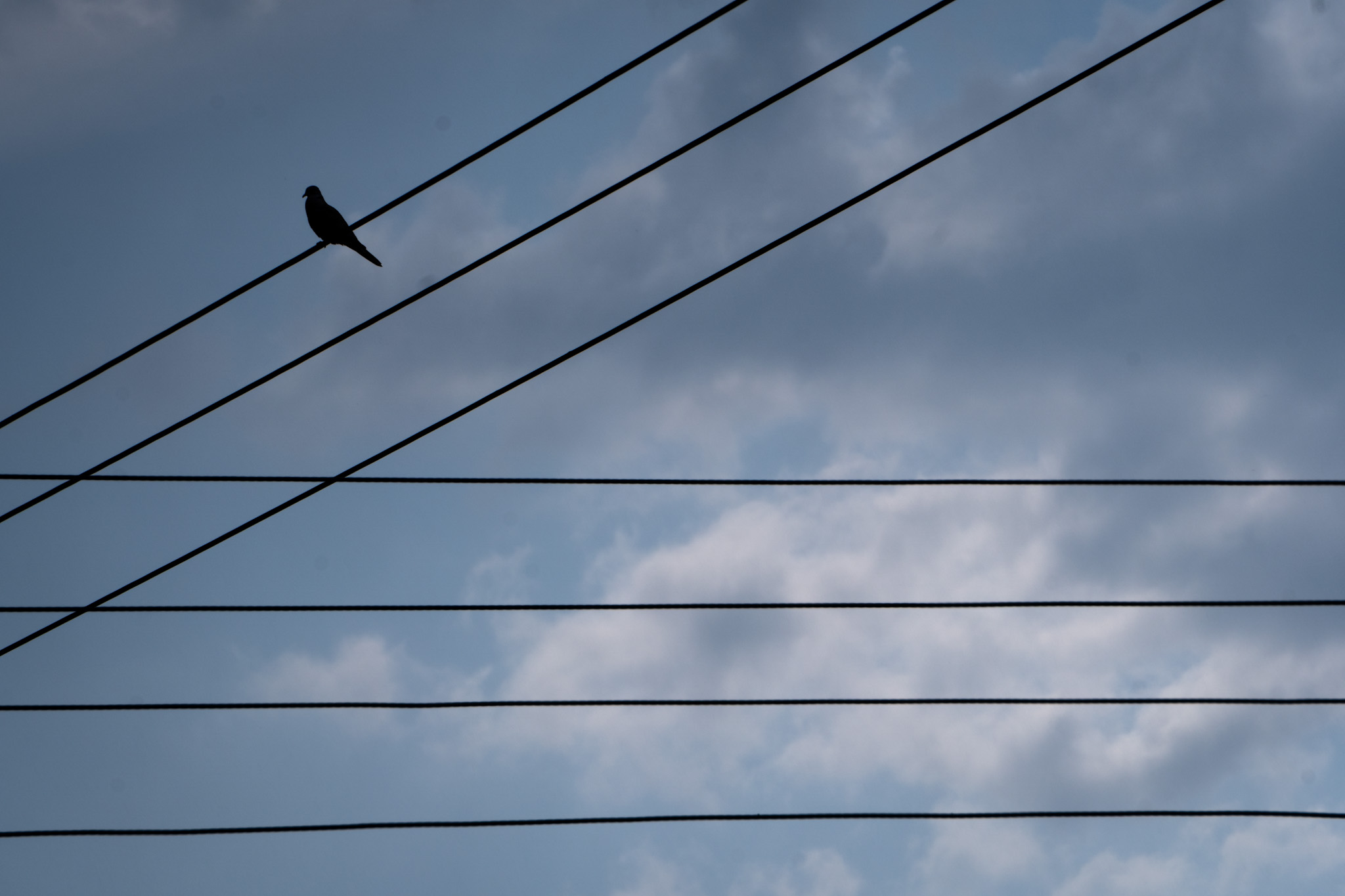 bird2