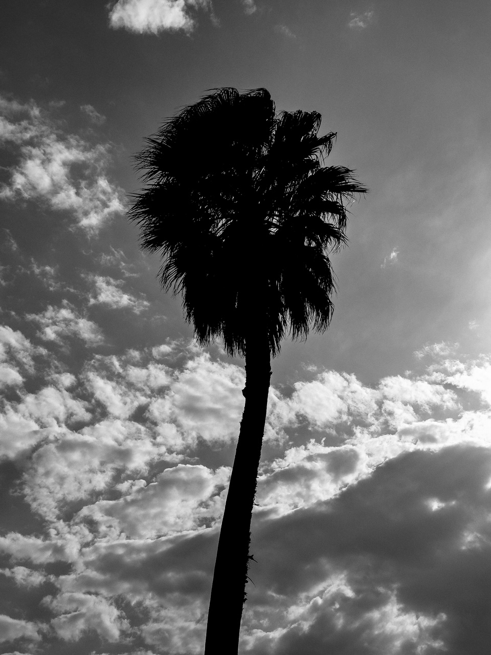 Palm