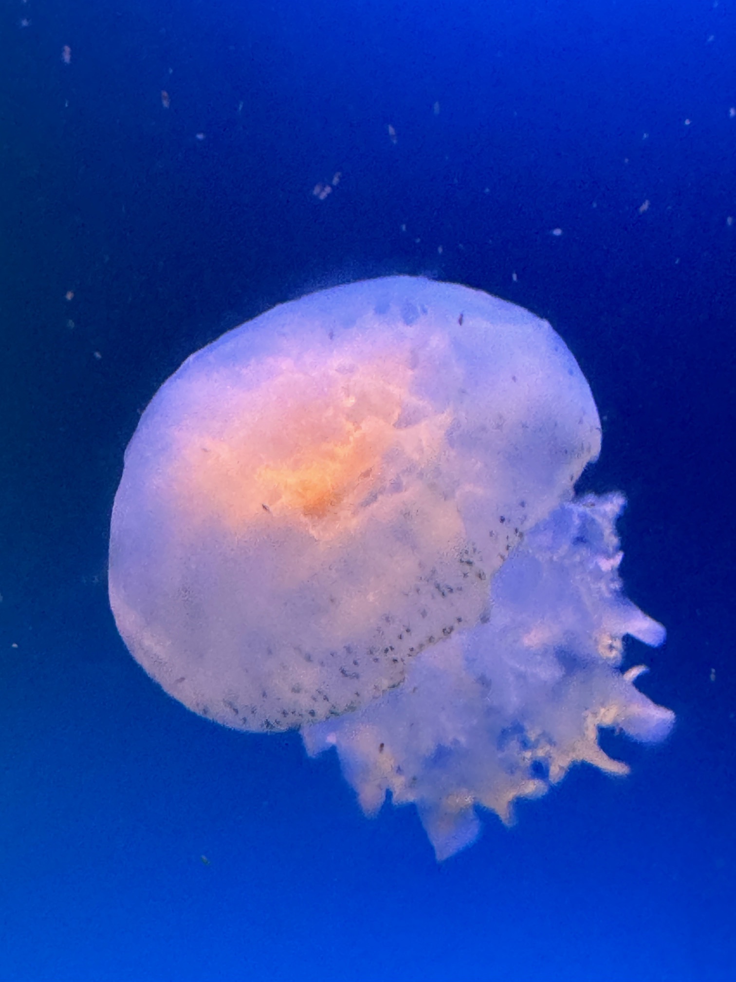Metroid