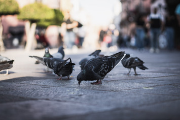 Classic birdwatching