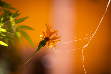 Flow my tears the spider said